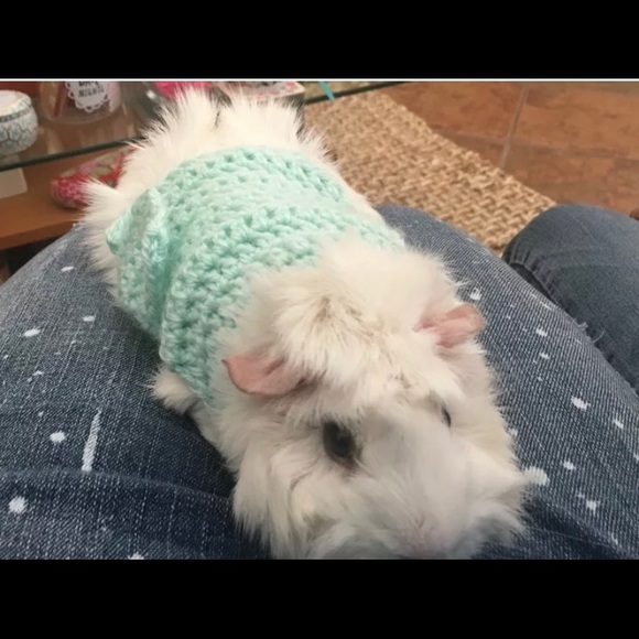 Guinea Pig Clothes, Skinny Pig Sweater - Picture 1 of 3